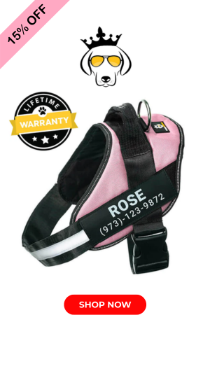 Doggykingdom NO PULL Harness