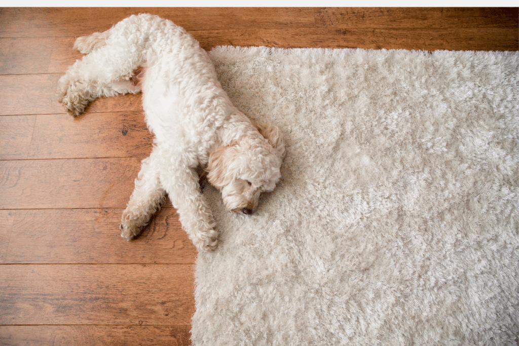 Dog sleeping on a rug